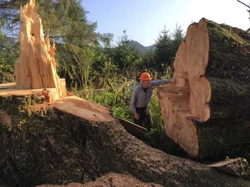 fallen tree