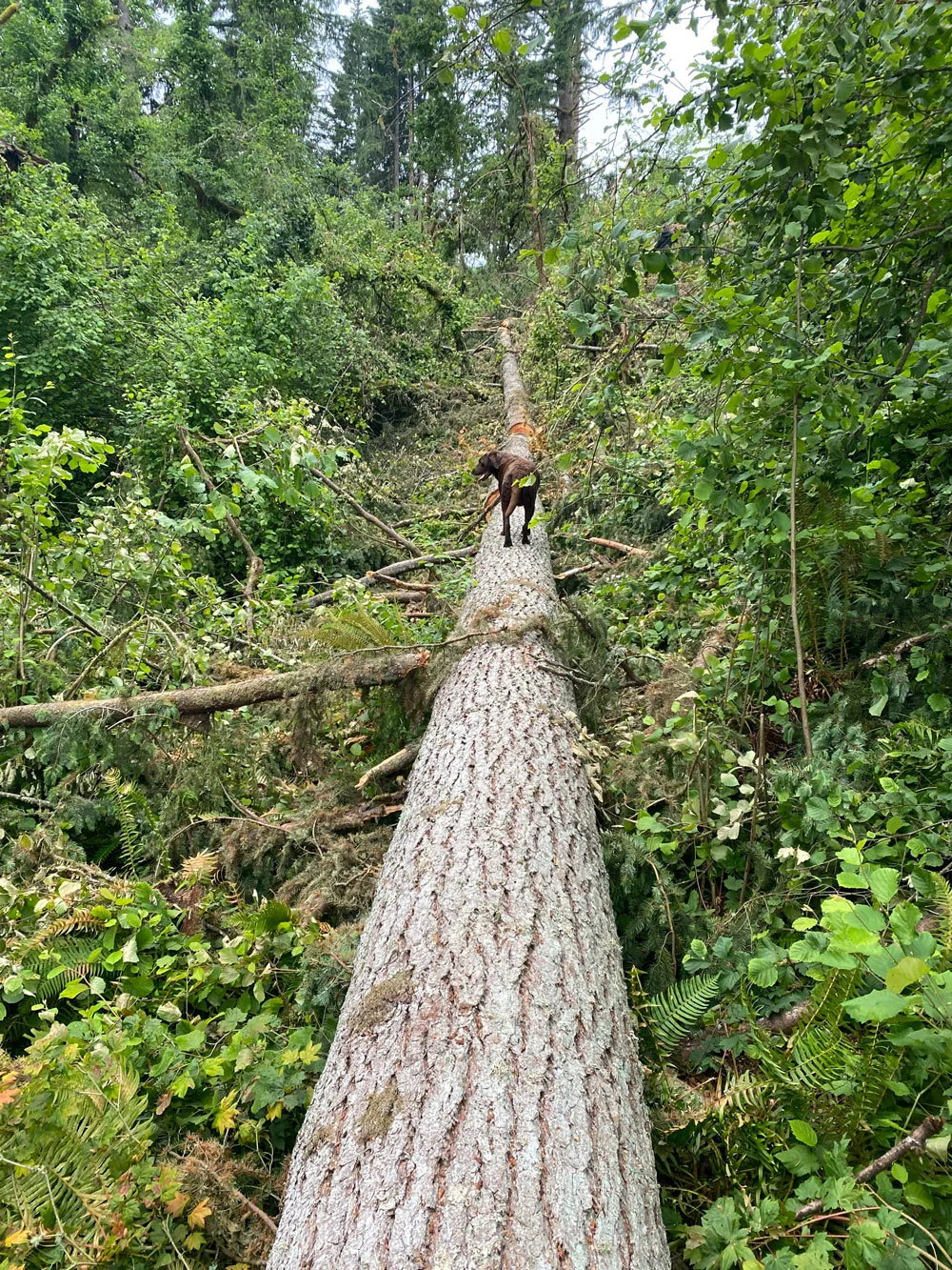 Logging