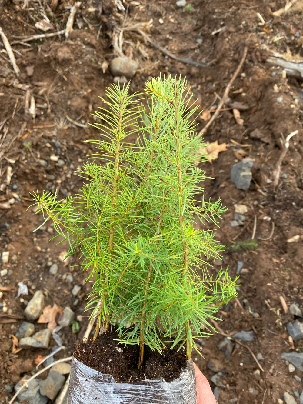 Tree sapling