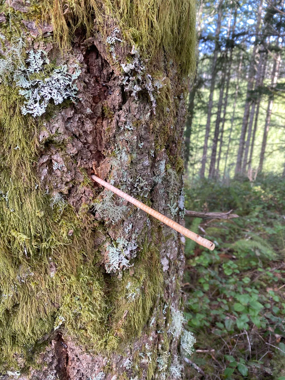 Many acres of forest land