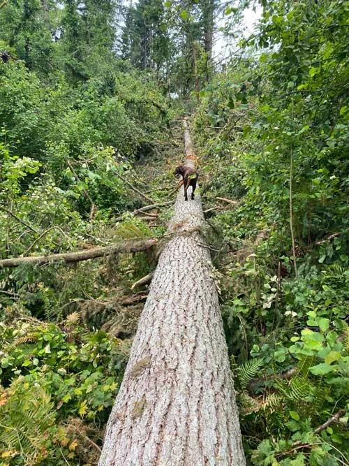 Fallen log.