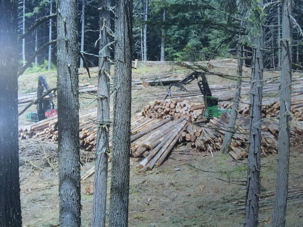 Harvest Operation - logs piled up in open field.