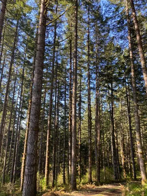 Healthy Stand of Douglas Fir