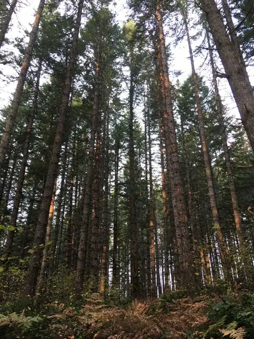 Mature Stand of Douglas Fir