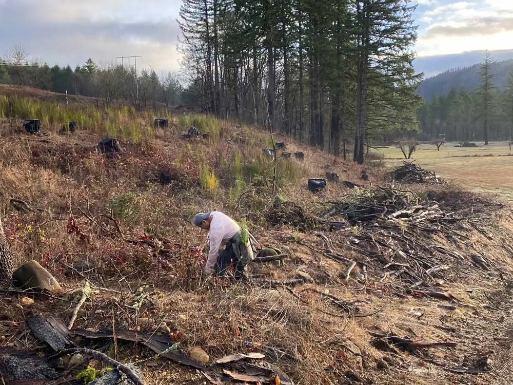 Reforestation