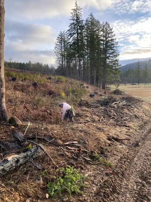 Reforestation