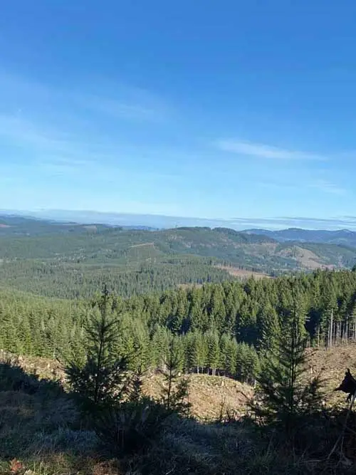 Unlogged Forest (Timber Cruise)