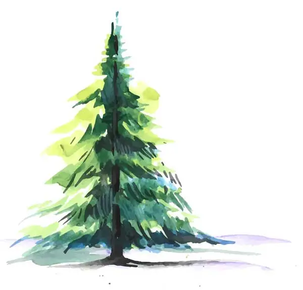 Douglas Fir tree in water color art style.